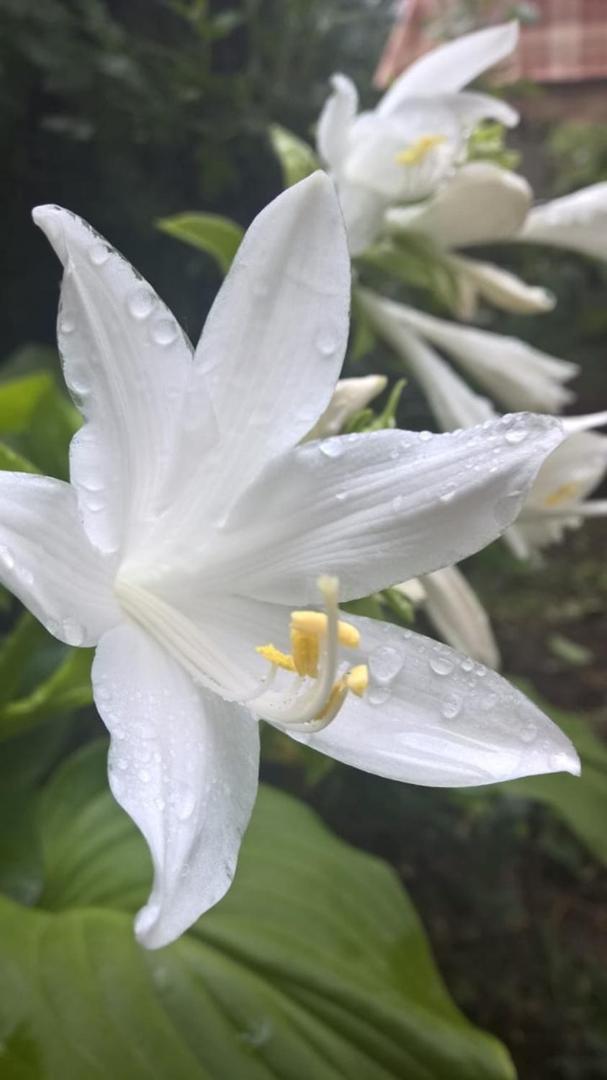 Ojakh 迪利然 外观 照片